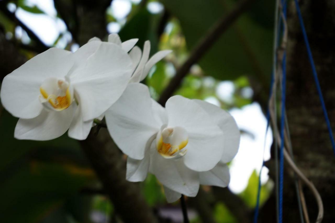 Louto Dmell Guesthouse Sanur Dış mekan fotoğraf