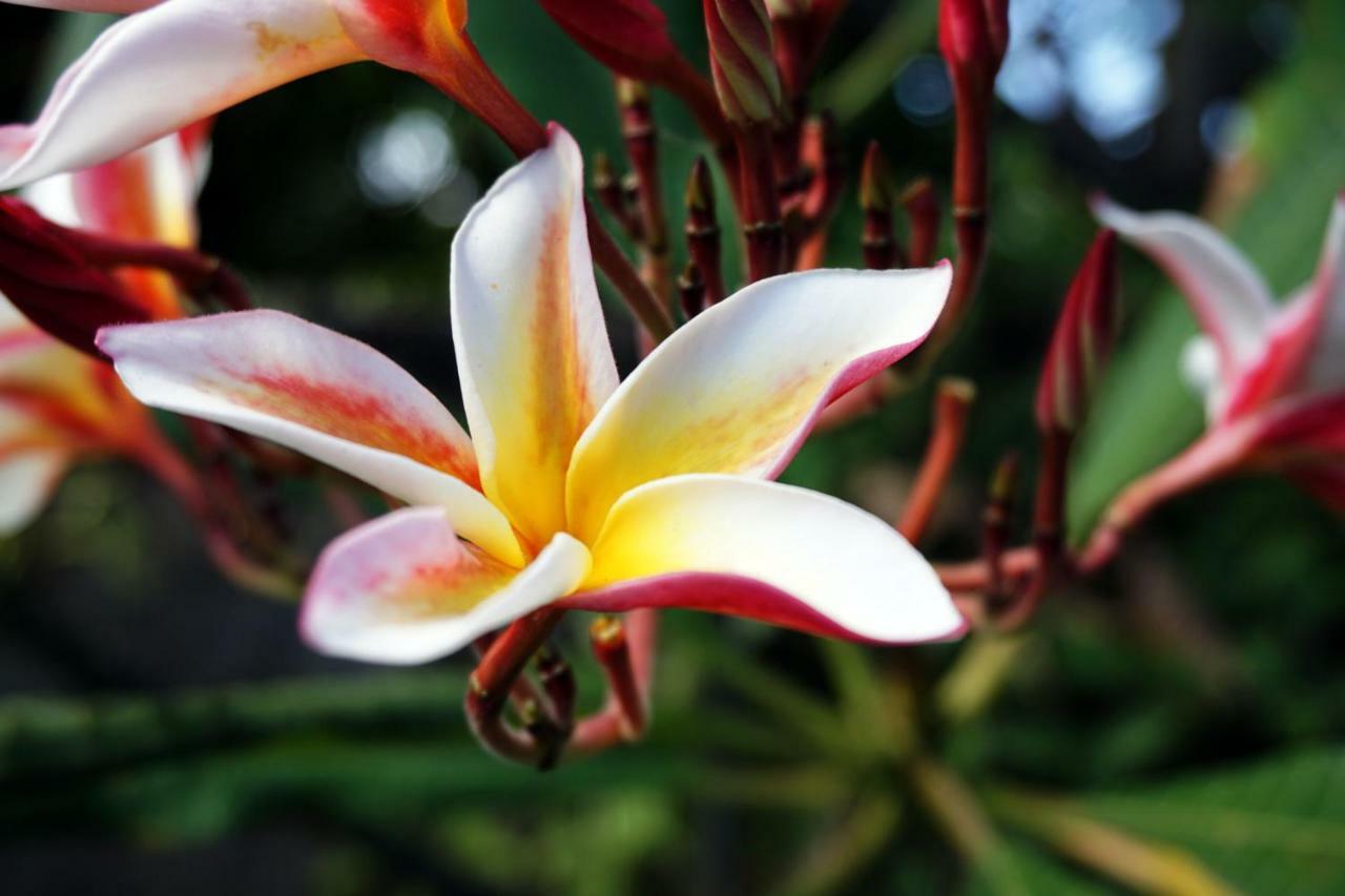 Louto Dmell Guesthouse Sanur Dış mekan fotoğraf